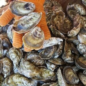 NCADC Cultured Seafood Festival: New Bern NC March 9, 2018