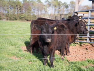 Lowline Black Angus - Fresh from the Farmers Market: North Carolina Beef via D's Beef and Bees
