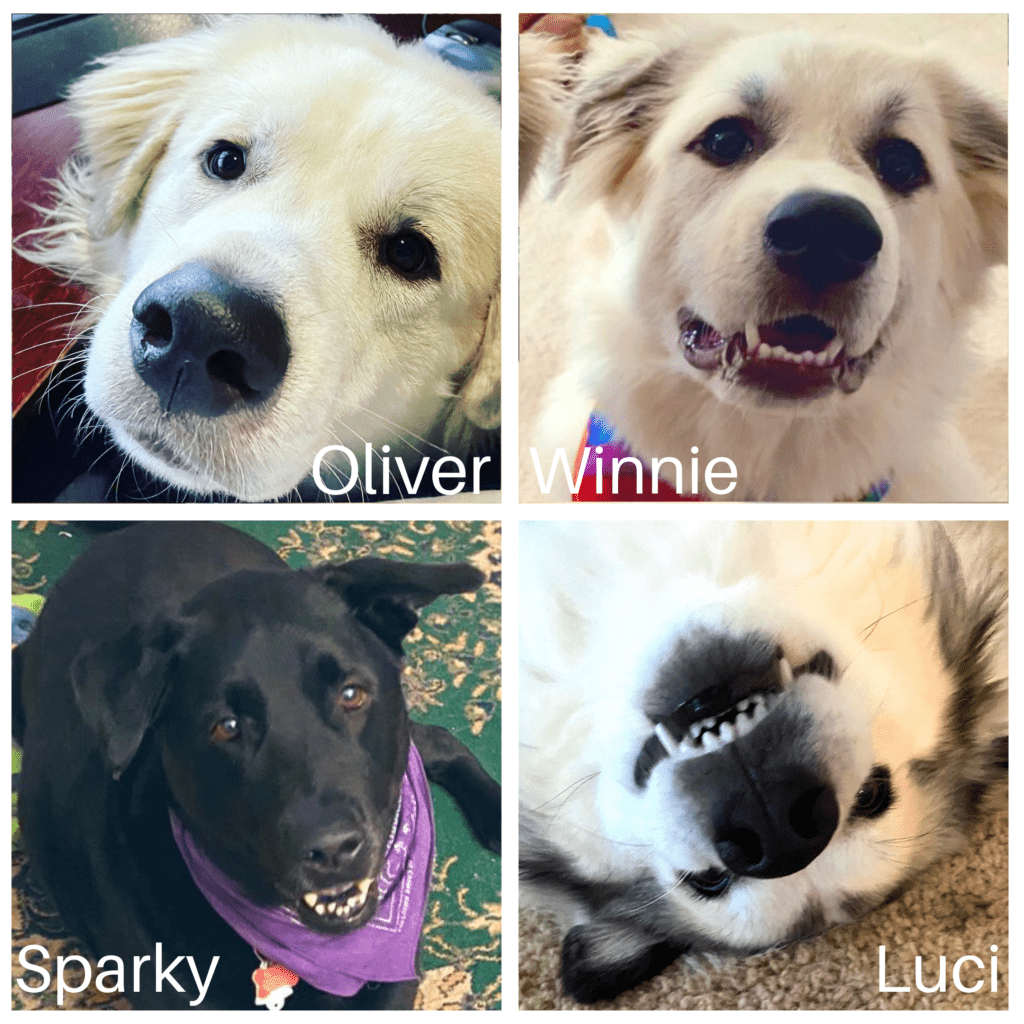 Oliver, Winnie, Sparky, Luci